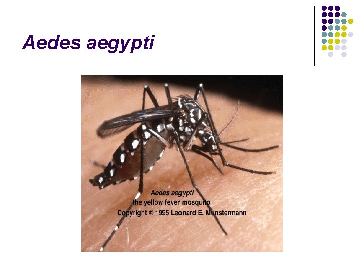 Aedes aegypti 