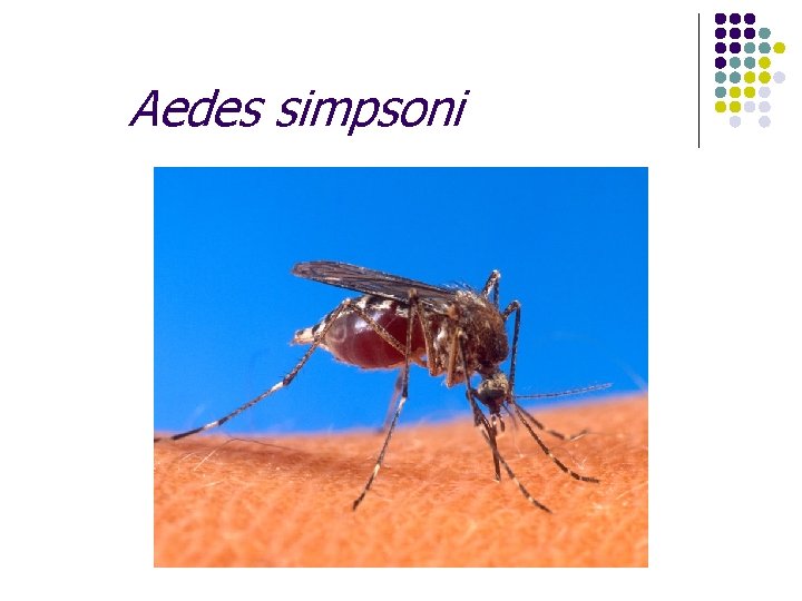 Aedes simpsoni 