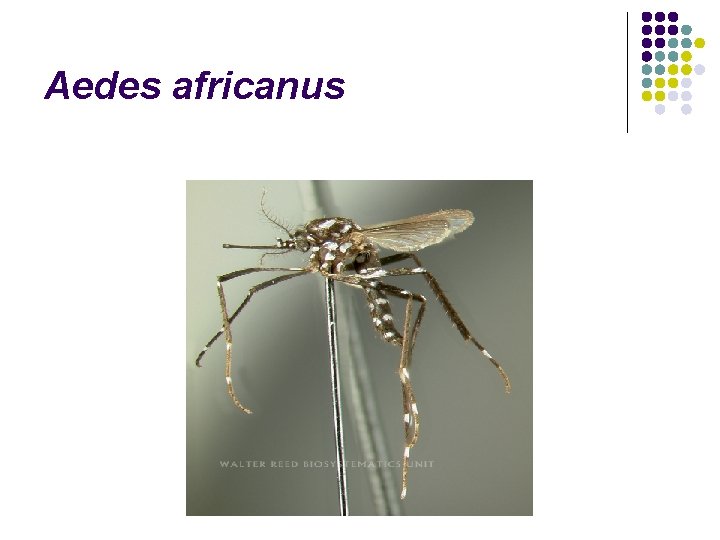 Aedes africanus 