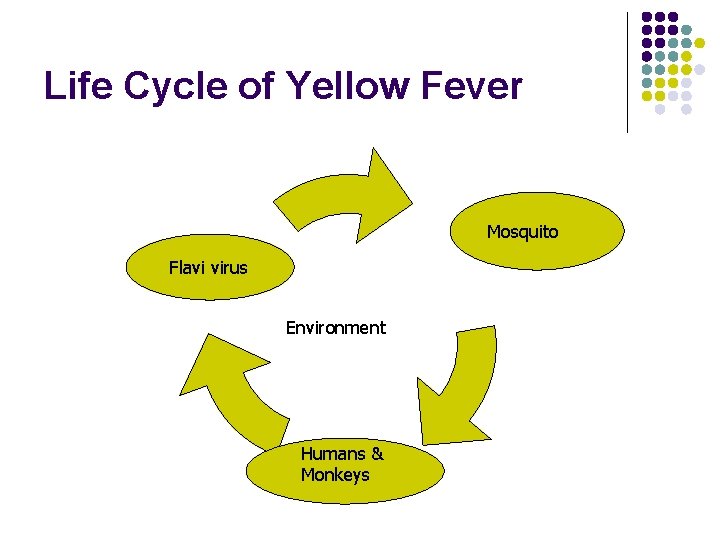 Life Cycle of Yellow Fever Mosquito Flavi virus Environment Humans & Monkeys 