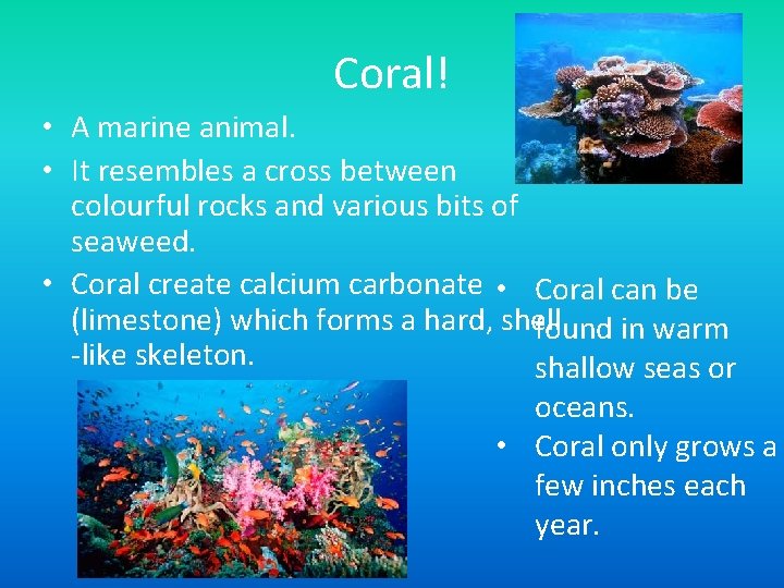Coral! • A marine animal. • It resembles a cross between colourful rocks and