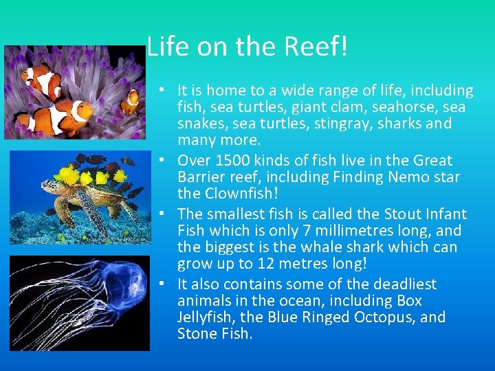Life on the Reef! • It is home to a wide range of life,