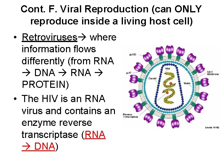 Cont. F. Viral Reproduction (can ONLY reproduce inside a living host cell) • Retroviruses