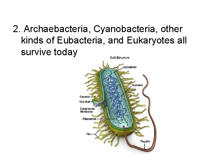 2. Archaebacteria, Cyanobacteria, other kinds of Eubacteria, and Eukaryotes all survive today 