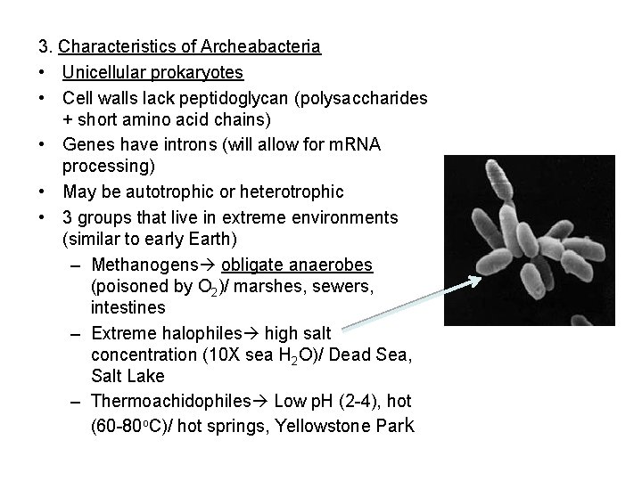 3. Characteristics of Archeabacteria • Unicellular prokaryotes • Cell walls lack peptidoglycan (polysaccharides +