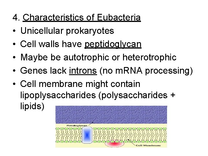 4. Characteristics of Eubacteria • Unicellular prokaryotes • Cell walls have peptidoglycan • Maybe