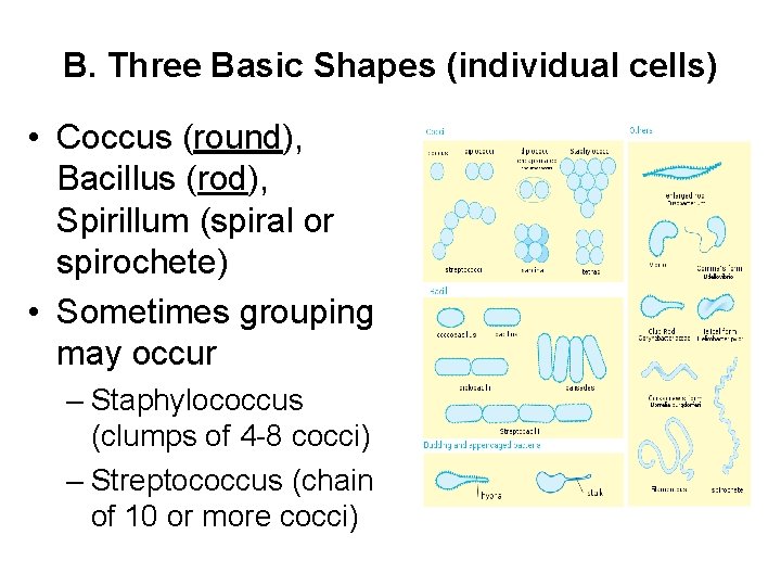 B. Three Basic Shapes (individual cells) • Coccus (round), Bacillus (rod), Spirillum (spiral or