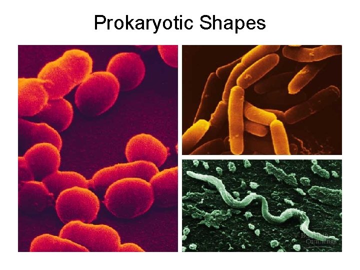 Prokaryotic Shapes 