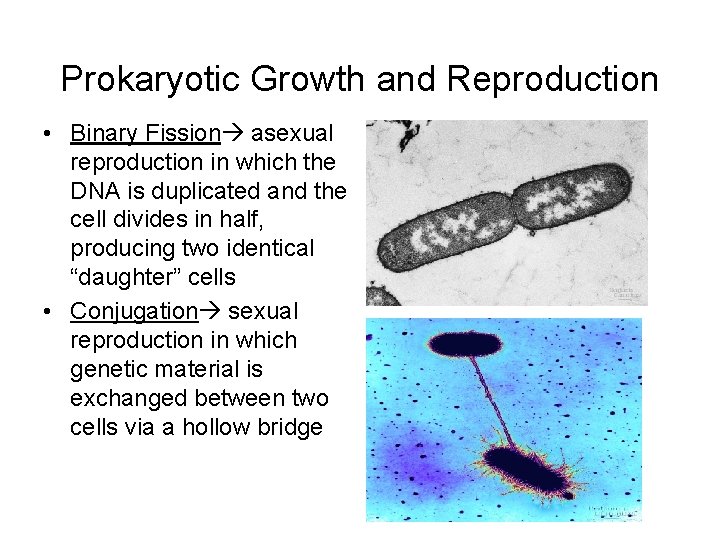 Prokaryotic Growth and Reproduction • Binary Fission asexual reproduction in which the DNA is