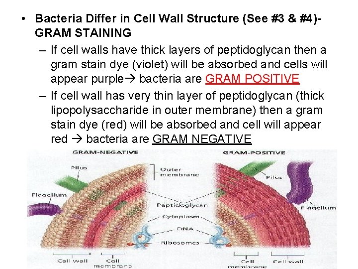  • Bacteria Differ in Cell Wall Structure (See #3 & #4)GRAM STAINING –