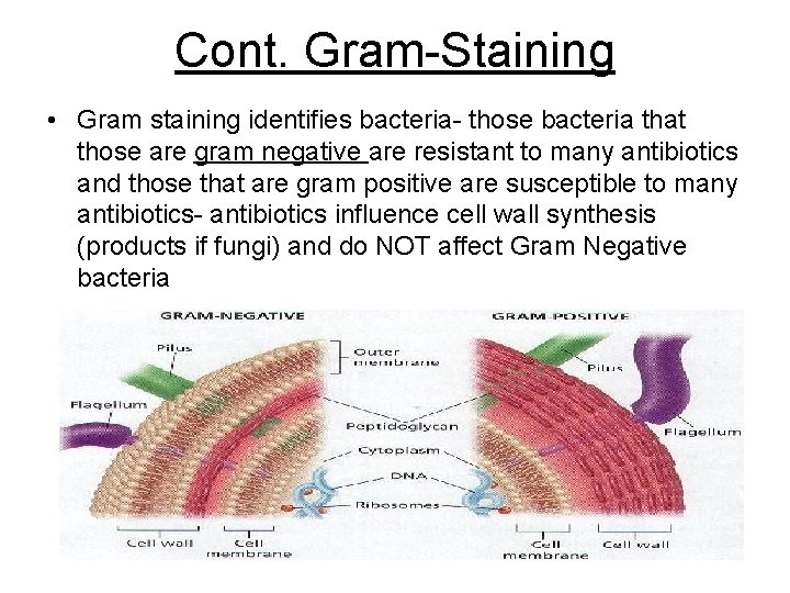 Cont. Gram-Staining • Gram staining identifies bacteria- those bacteria that those are gram negative