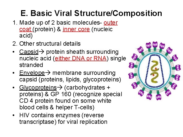 E. Basic Viral Structure/Composition 1. Made up of 2 basic molecules- outer coat (protein)