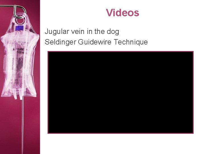 Videos Jugular vein in the dog Seldinger Guidewire Technique 