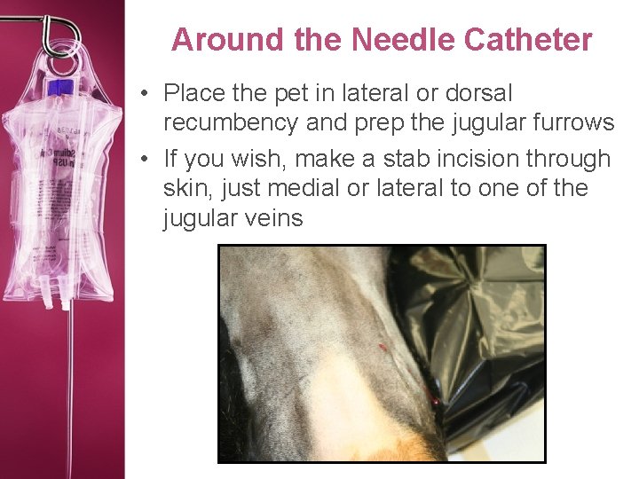 Around the Needle Catheter • Place the pet in lateral or dorsal recumbency and