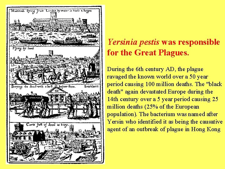 Yersinia pestis was responsible for the Great Plagues. During the 6 th century AD,