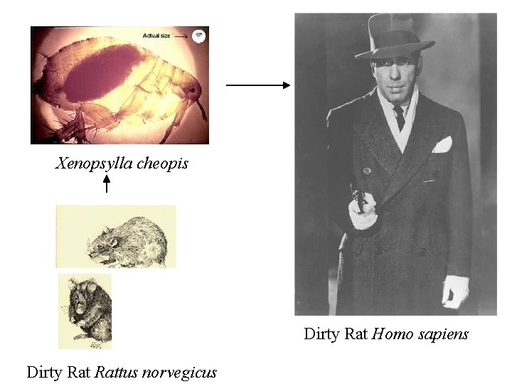 Xenopsylla cheopis Dirty Rat Homo sapiens Dirty Rattus norvegicus 