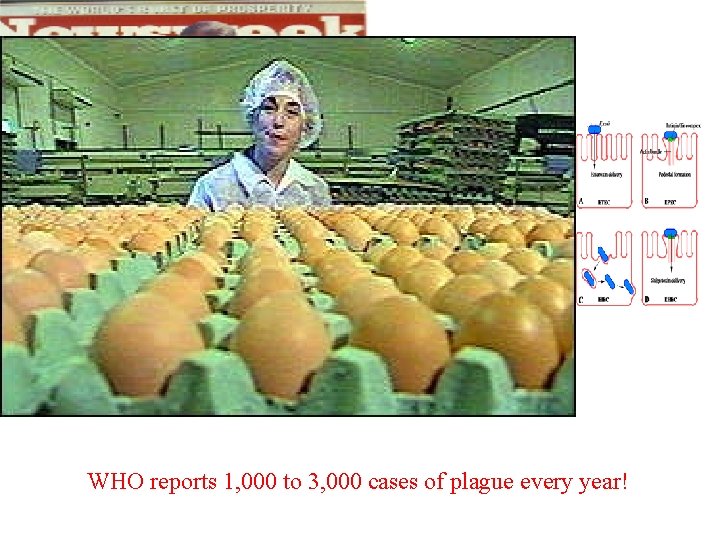 WHO reports 1, 000 to 3, 000 cases of plague every year! 