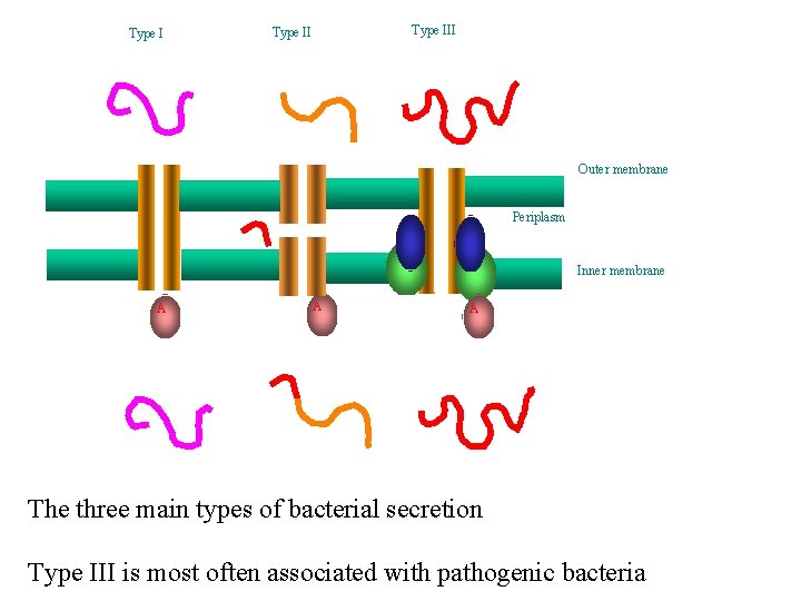 Type II Outer membrane Periplasm Inner membrane A A A The three main types