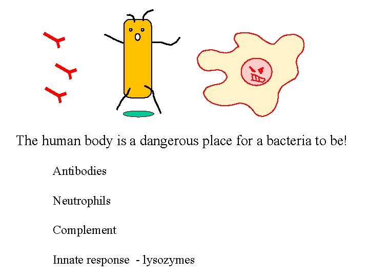 The human body is a dangerous place for a bacteria to be! Antibodies Neutrophils