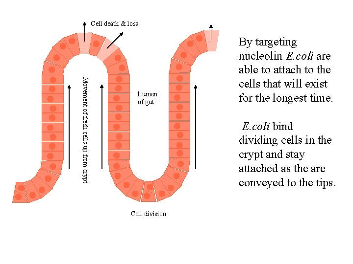 Cell death & loss Movement of fresh cells up from crypt Lumen of gut