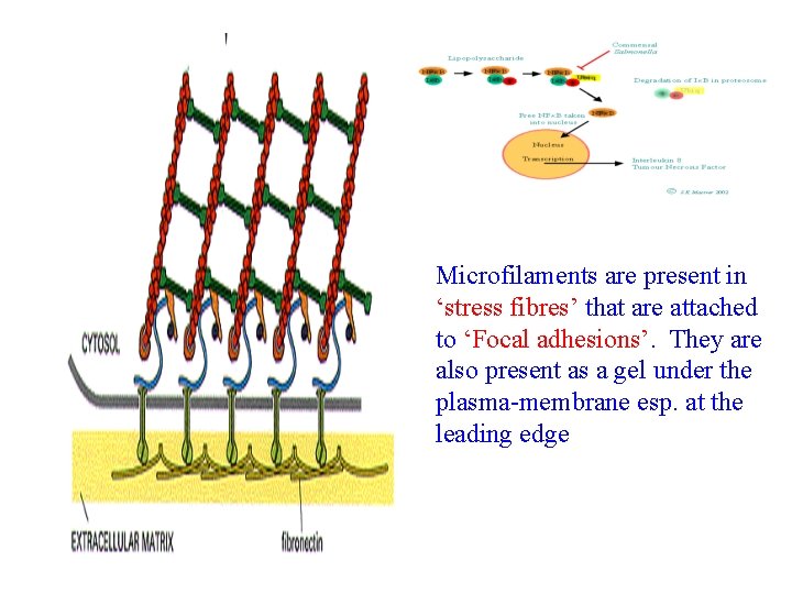 Microfilaments are present in ‘stress fibres’ that are attached to ‘Focal adhesions’. They are