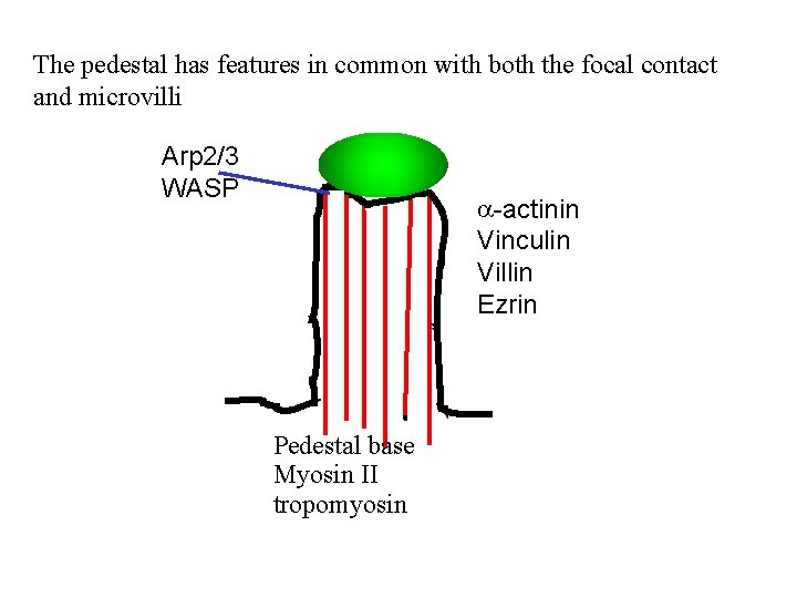 The pedestal has features in common with both the focal contact and microvilli Arp