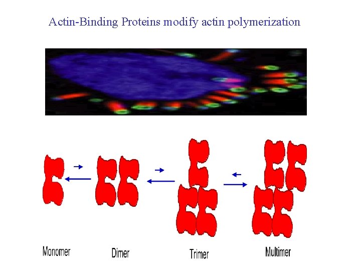 Actin-Binding Proteins modify actin polymerization 