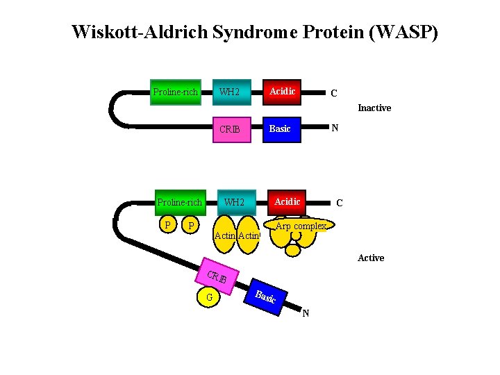 Wiskott-Aldrich Syndrome Protein (WASP) Proline-rich Acidic WH 2 C Inactive Proline-rich P Acidic WH