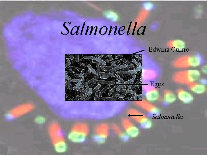 Salmonella Edwina Currie Eggs Salmonella 