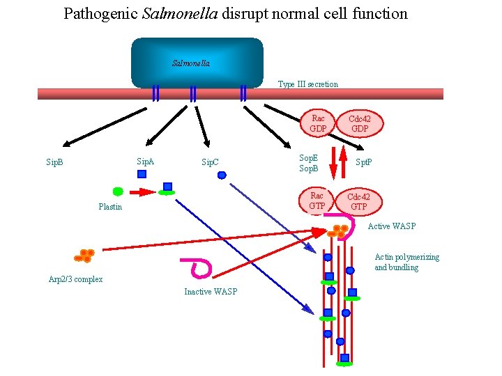 Pathogenic Salmonella disrupt normal cell function Salmonella Type III secretion Rac GDP Sip. A