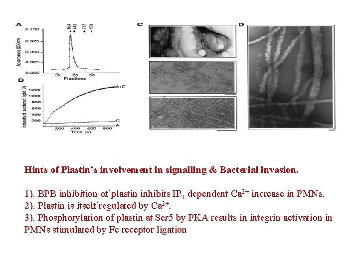 Hints of Plastin’s involvement in signalling & Bacterial invasion. 1). BPB inhibition of plastin