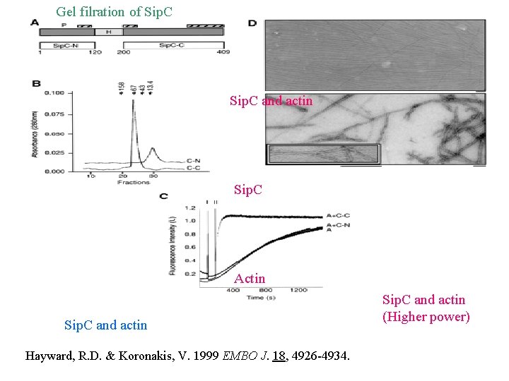 Gel filration of Sip. C and actin Sip. C Actin Sip. C and actin