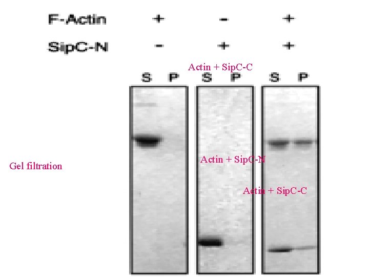 Actin + Sip. C-C Gel filtration Actin + Sip. C-N Actin + Sip. C-C