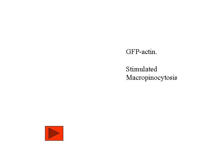 GFP-actin. Stimulated Macropinocytosis 