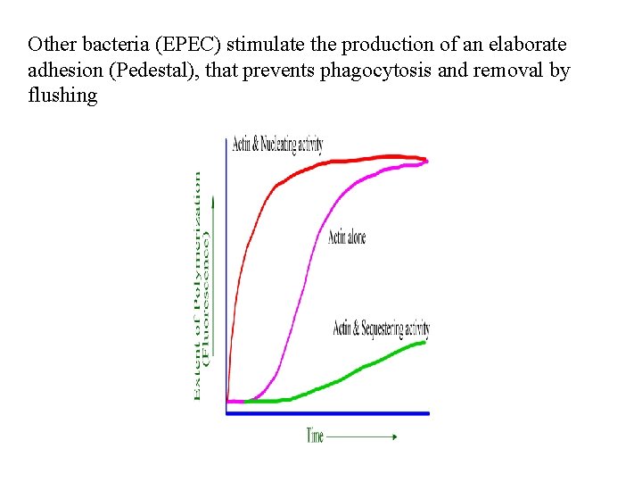 Other bacteria (EPEC) stimulate the production of an elaborate adhesion (Pedestal), that prevents phagocytosis