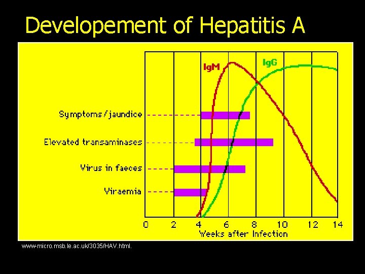 Developement of Hepatitis A www-micro. msb. le. ac. uk/3035/HAV. html. 