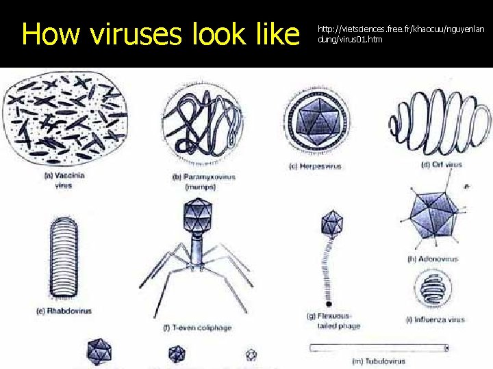 How viruses look like http: //vietsciences. free. fr/khaocuu/nguyenlan dung/virus 01. htm 