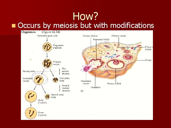 n Occurs How? by meiosis but with modifications 