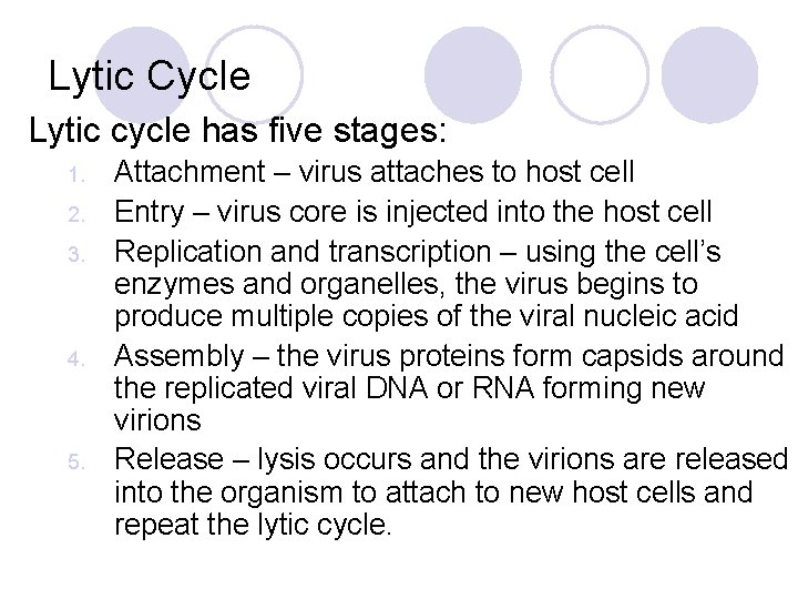 Lytic Cycle Lytic cycle has five stages: 1. 2. 3. 4. 5. Attachment –