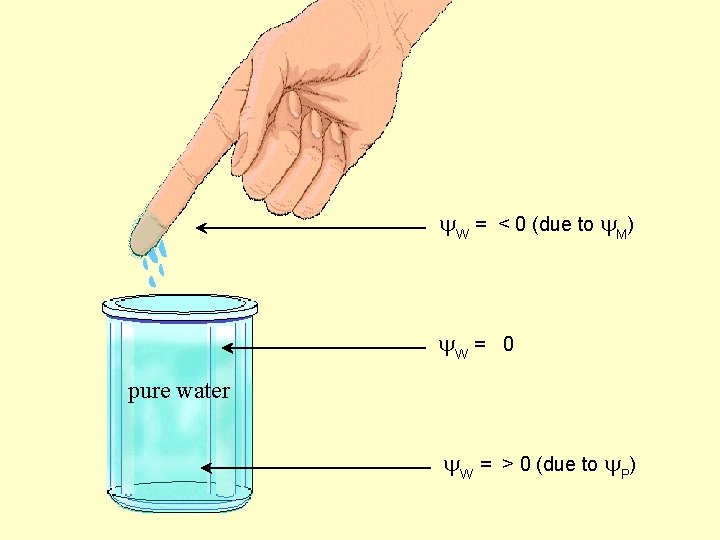  W = < 0 (due to M) W = 0 pure water W