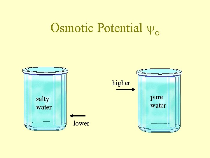 Osmotic Potential O higher pure water salty water lower 