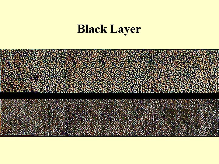 Black Layer 