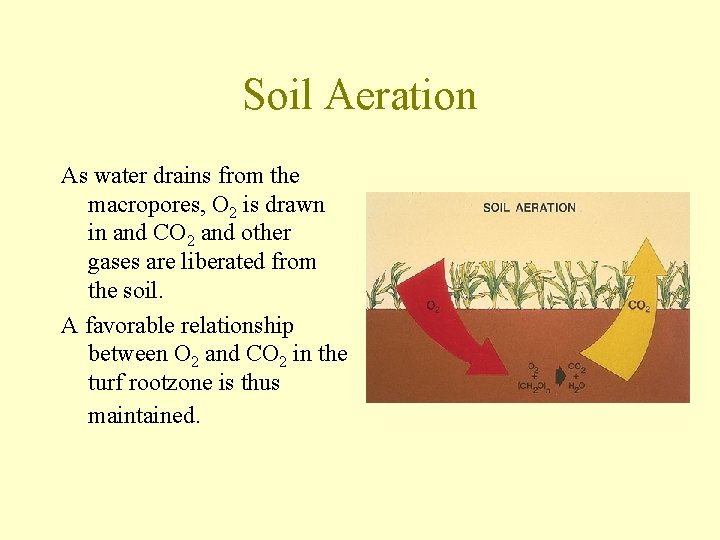 Soil Aeration As water drains from the macropores, O 2 is drawn in and