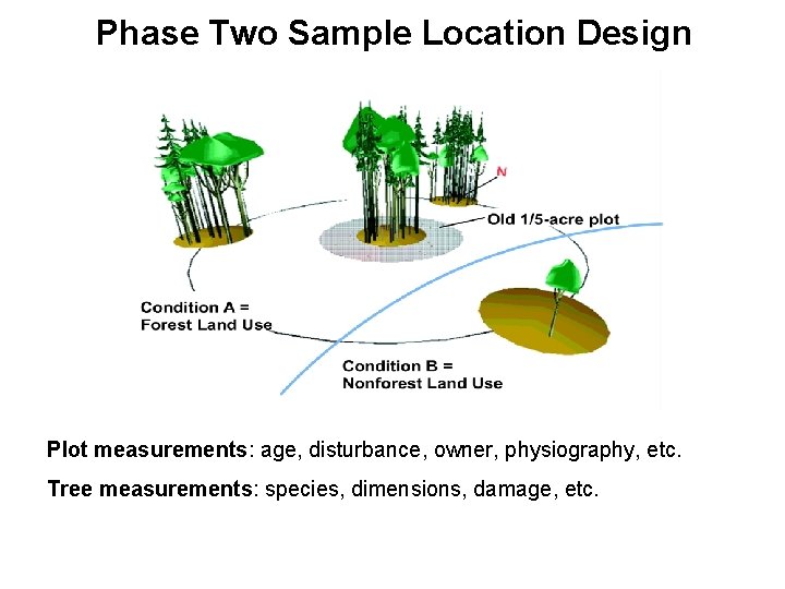Phase Two Sample Location Design Plot measurements: age, disturbance, owner, physiography, etc. Tree measurements: