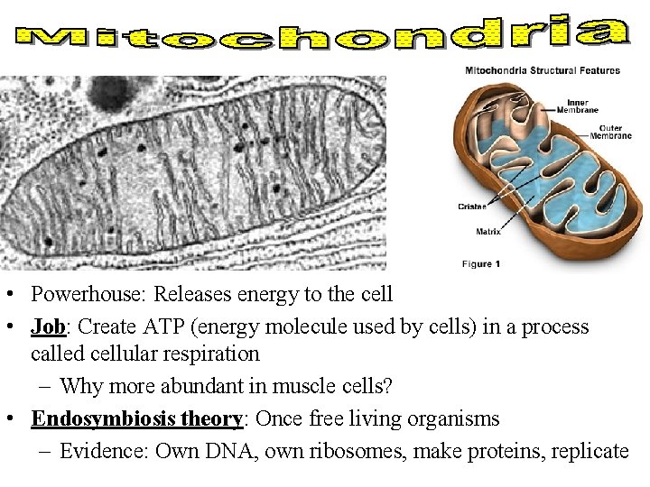  • Powerhouse: Releases energy to the cell • Job: Create ATP (energy molecule
