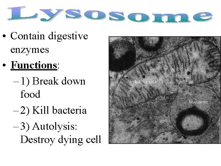  • Contain digestive enzymes • Functions: – 1) Break down food – 2)