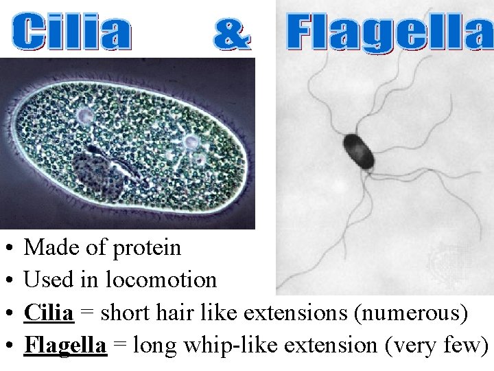  • • Made of protein Used in locomotion Cilia = short hair like