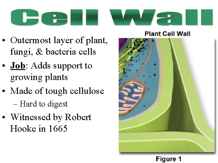  • Outermost layer of plant, fungi, & bacteria cells • Job: Adds support