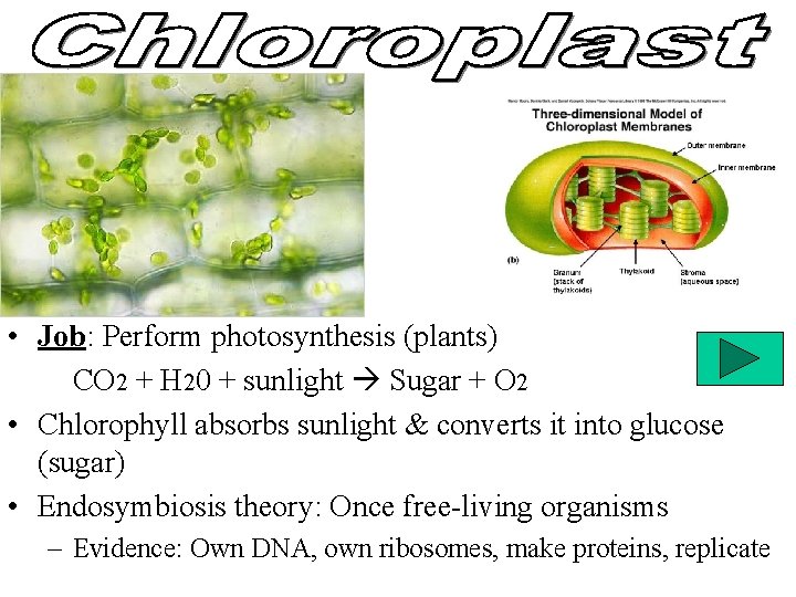  • Job: Perform photosynthesis (plants) CO 2 + H 20 + sunlight Sugar