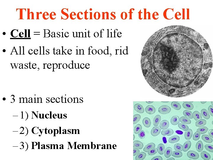 Three Sections of the Cell • Cell = Basic unit of life • All